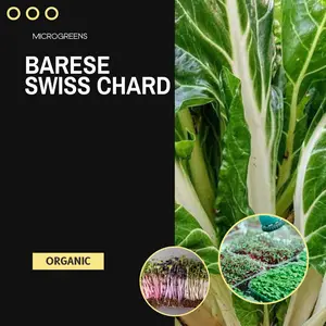 Barese Swiss Chard Microgreens Seeds (Beta vulgaris) – Tender green leaves with soft white stems and a mellow, beet-like flavor. Grows quickly and thrives in shallow trays. Great for boosting vitamins in smoothies, sandwiches, and fresh dishes.