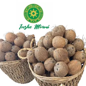 Inshe Miami Coco Natural Dry Coconuts for Religious Divination System No Returns on Religious Items