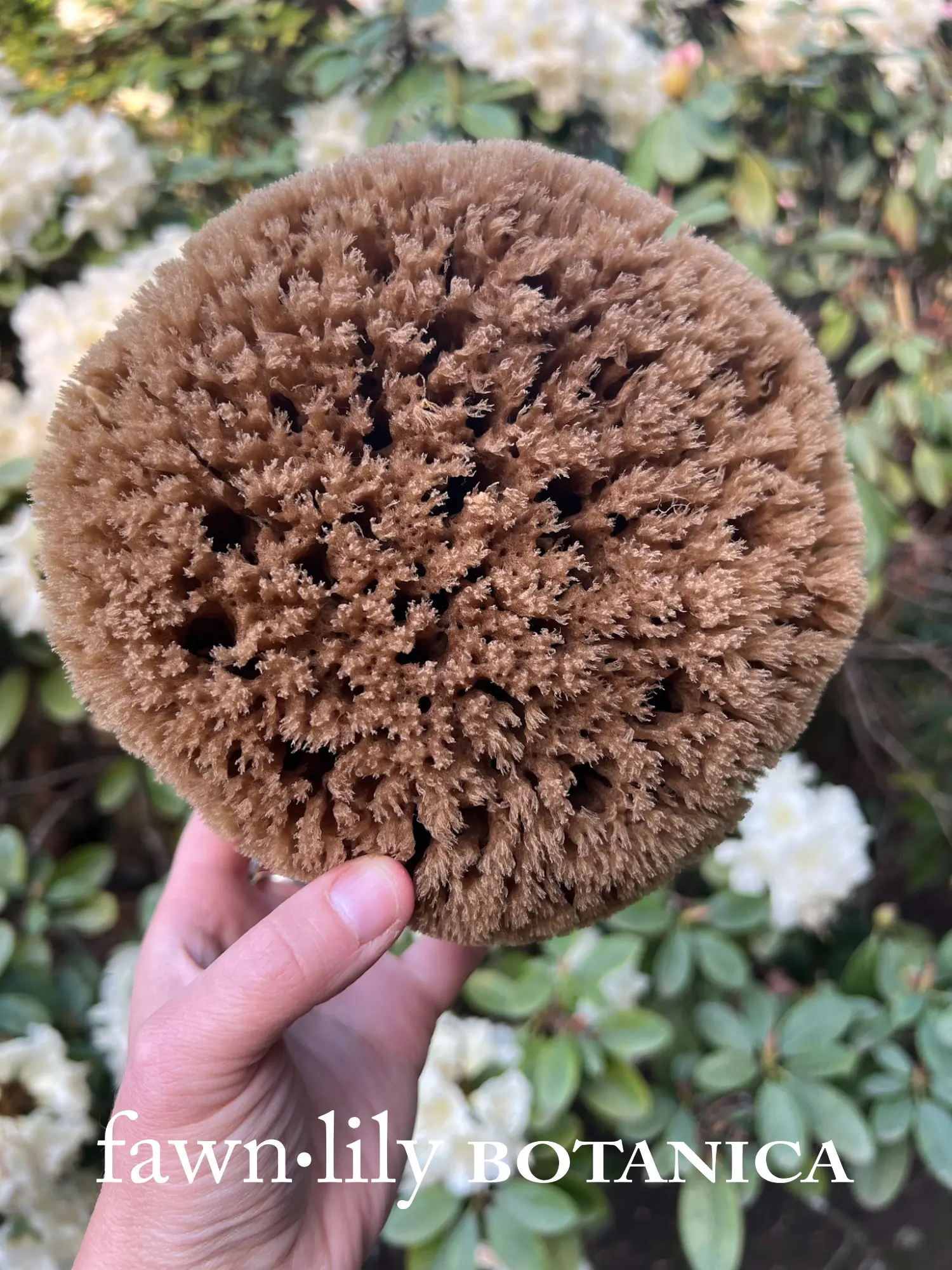 UNBLEACHED "CHOCOLATE" PREMIUM WHOLE BATH SEA SPONGES - NATURAL + SUSTAINABLE {GULF OF MEXICO}