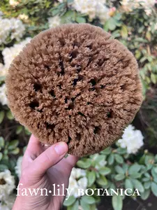 UNBLEACHED "CHOCOLATE" PREMIUM WHOLE BATH SEA SPONGES - NATURAL + SUSTAINABLE {GULF OF MEXICO}