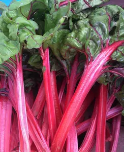 50+Organic Red Swiss Chard Seeds Rhubarb Perpetual Spinach Garden Fresh USA
