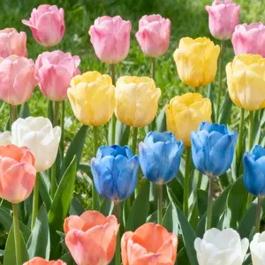 200 Tulip Seeds for Planting – Classic Spring Flower Seeds for Garden Beds, Backyard Landscaping, Patio Planters and Outdoor Decorative Flower Displays, Suitable for Home Garden Projects, Seeds Only Not Live Plants