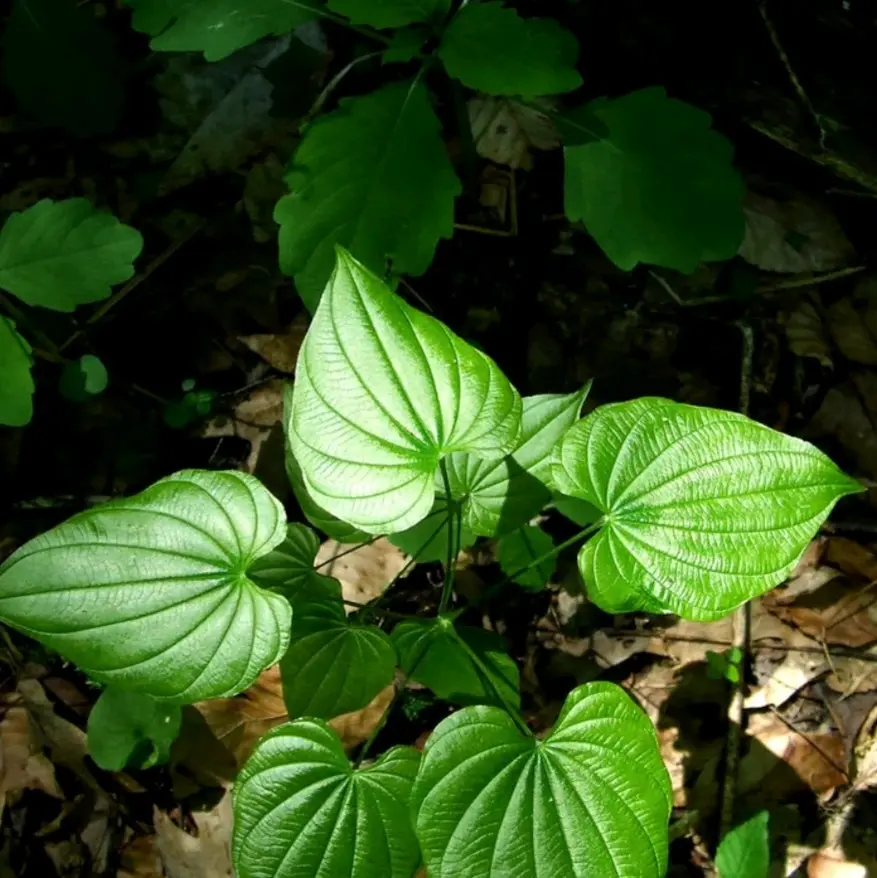 Wild Yam Root