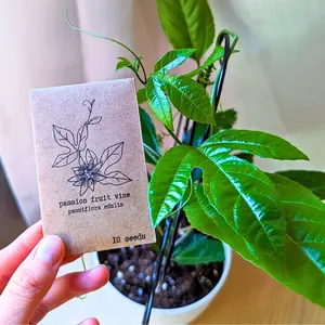 Passiflora "Passion Fruit" Seeds
