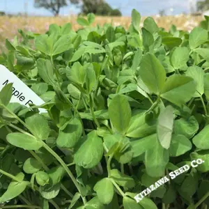 Pea Seeds - Field - Maple