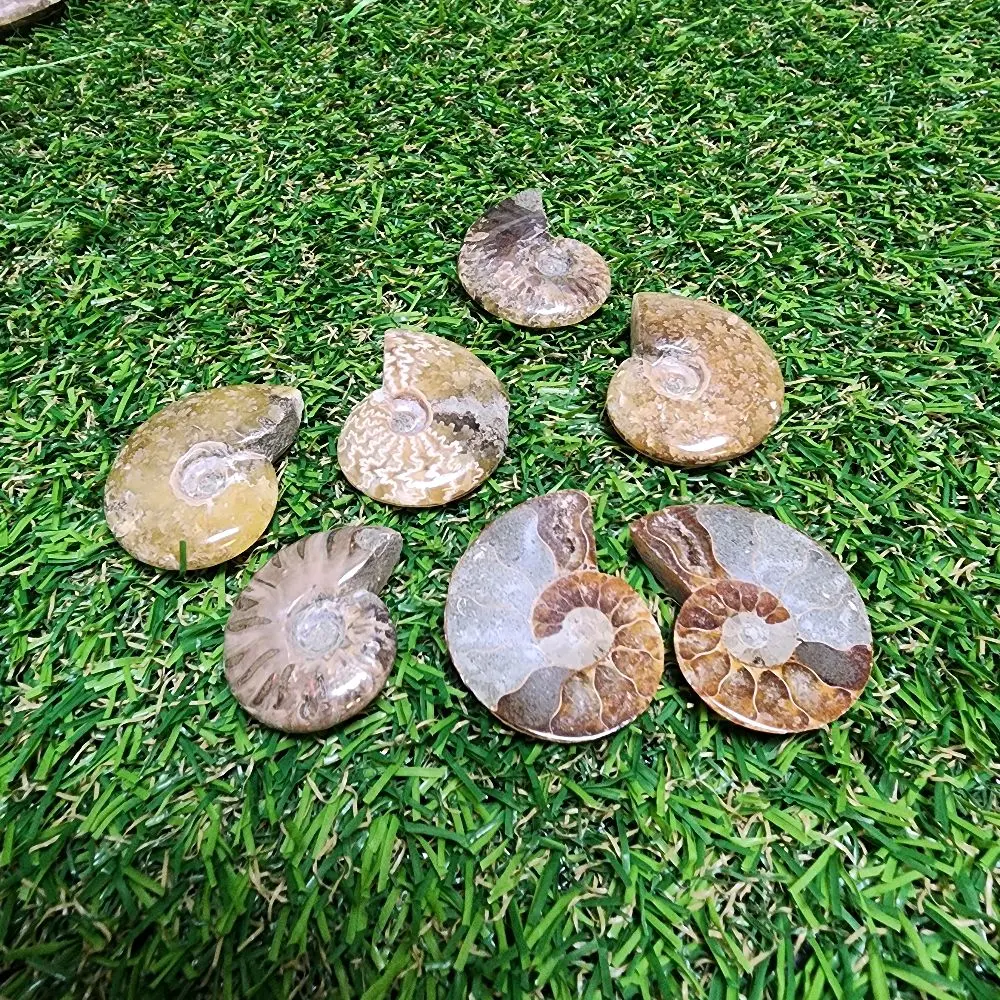 Ammonite Fossil Collectable - Pair or Whole