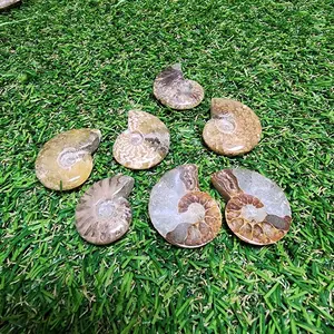 Ammonite Fossil Collectable - Pair or Whole