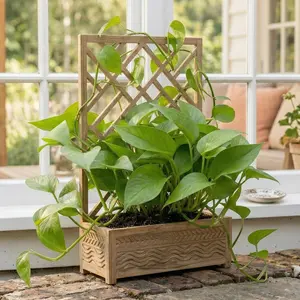 Pothos 'Green Queen'