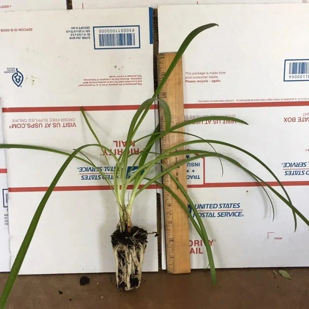 Agapanthus 'Getty White' Lily of the Nile Live Starter Plants - Agapanthus Praecox Ssp. Orientalis, Deer-Resistant White Outdoor Flowers for Home Garden Supplies, Containers, ft-Tall Growth, Pollinator-Attracting