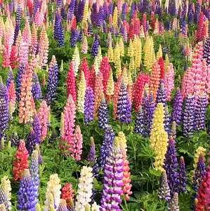 TomorrowSeeds - Russell Mix Lupine Seeds -  Lupinus Rainbow Lupin Large Leaf Bluebonnet Cold Hardy Perennial Garden Flower Seed For 2024 Season