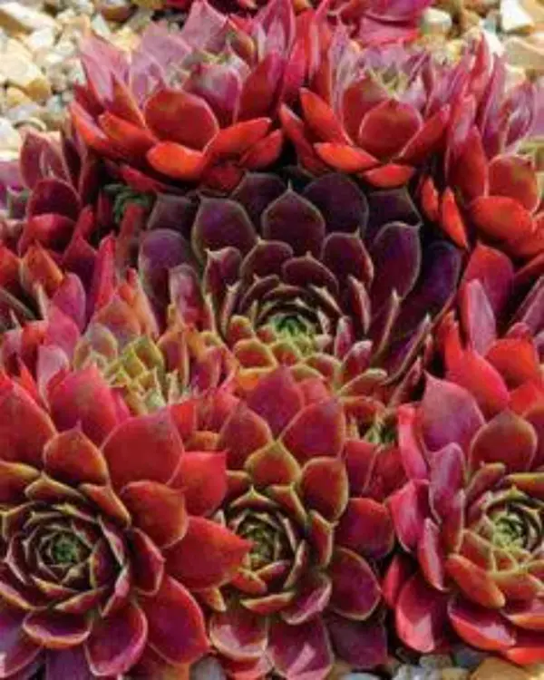 Rubikon Sempervivum Hens & Chicks Succulent - 4" pot