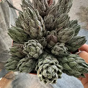 Haworthia coarcata 6 inch pot succulent Plant