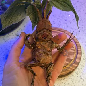 Mandrake sculpture