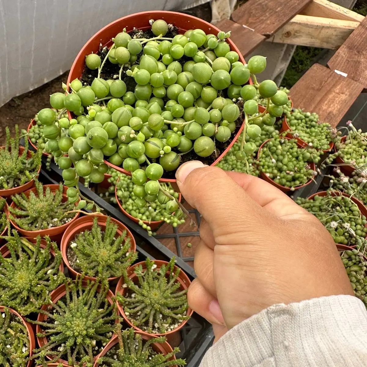 String of Pearls 4 in pot Plant Succulent live succulent String of Pearls 4 in pot Plant Succulent live succulent