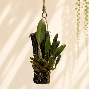 Den. Lindleyi Live Orchid Plant, Indoor Garden Supply for Home Improvement