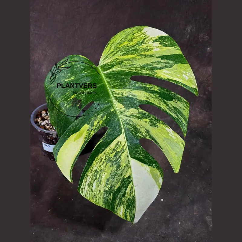 black monstera plant Monstera Black Onyx 6" Live Rare Plant (Monstera pinnatipartita)  Jungle  Relics