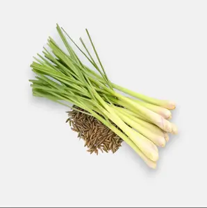 West Indian Lemongrass Seeds Natural Mosquito Repellent Fresh Non-GMO Culinary Herb Cymbopogon citratus 90-100 Days to Maturity