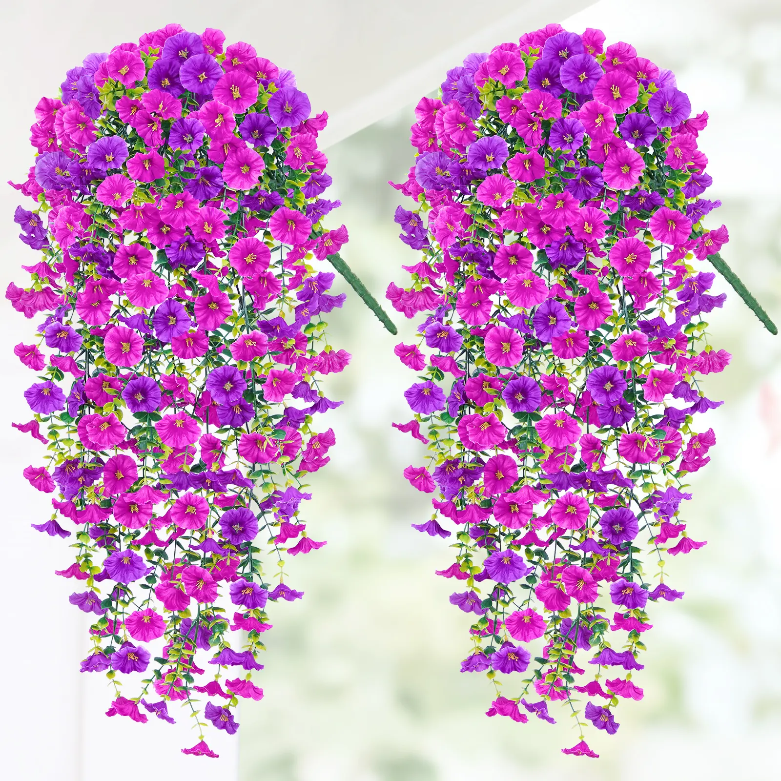 morning glory-Purple+Purple Red