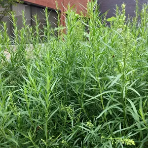 Organic Russian Tarragon Seeds (Artemisia dracunculus) – 200+ Seeds for Herb Gardens, Culinary Use, and Aromatic Cooking