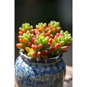 2"Live Succulent pink jelly bean 2"Live Succulent pink jelly bean