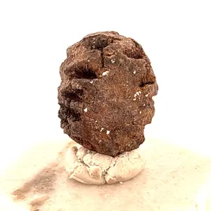 Sequoia Cone, Tertiary Period, North Dakota, USA 20x20x27mm