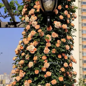 2ft Climbing Rose‘ Apricot Sweet Dream’ |Award-winning variety| Strong Adaptability| Light fastness| Good disease resistance| Easy plant|