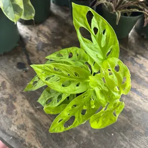 Monstera Adansonii Neon | 4 Inch Pot | House Plant | Rare Live Plant