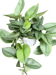 6” Scindapsus Trebuii Moonlight, Live Houseplant, Indoor Plant