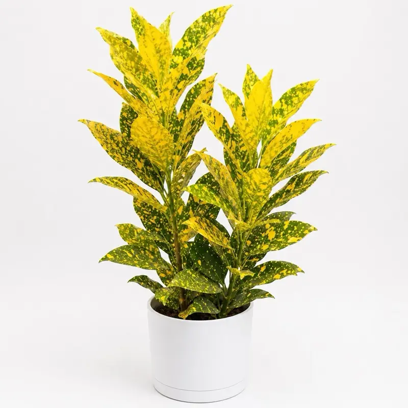 Croton ‘Gold Dust’ 4” Pot – Golden Flame Croton | Vibrant Tropical Houseplant | Colorful Indoor Statement Plant