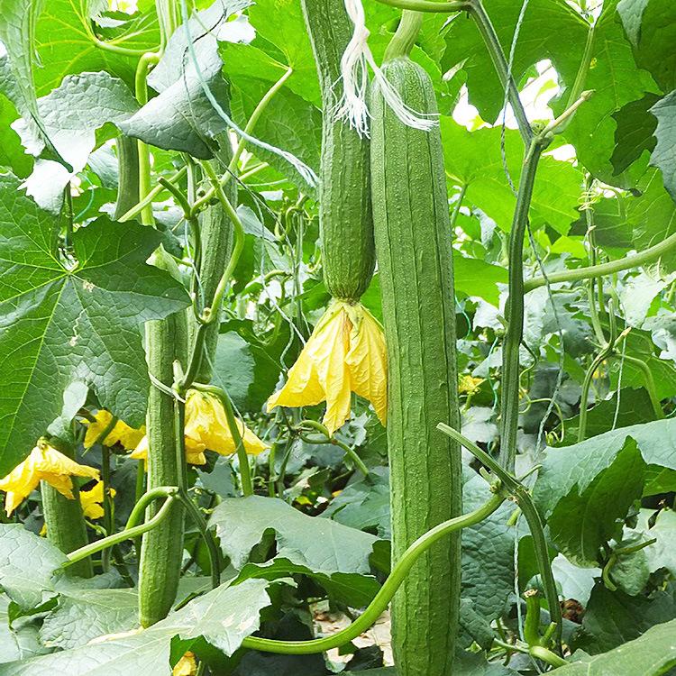 Smooth loofah seeds - 30 seeds - 2025 Plant smooth medium wide sponge open pollinated cucumber loofah Bitter Gourd Asia Grow your own family farm yard