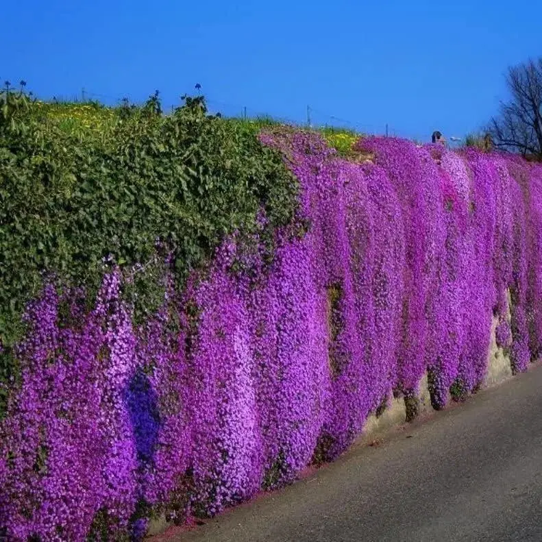 1000 PCS Creeping Thyme Seeds, Easy Planting All-Seasons Environmentally Friendly Flower & Plant Seeds for Adding Brightness to Outdoor Space (Home Improvement Garden Supplies)