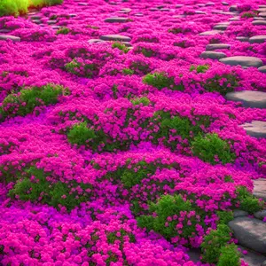 300pcs Creeping Thyme Seeds for Planting Perennial Ground Cover Plants Heirloom Flowers Non-GMO Thymus Serpyllum Seed