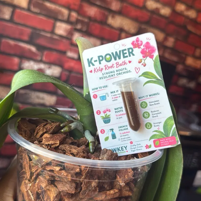 K-POWER Orchid Food | Orchid Root Booster | Reduces Transplant Shock | 2 mL Concentrate