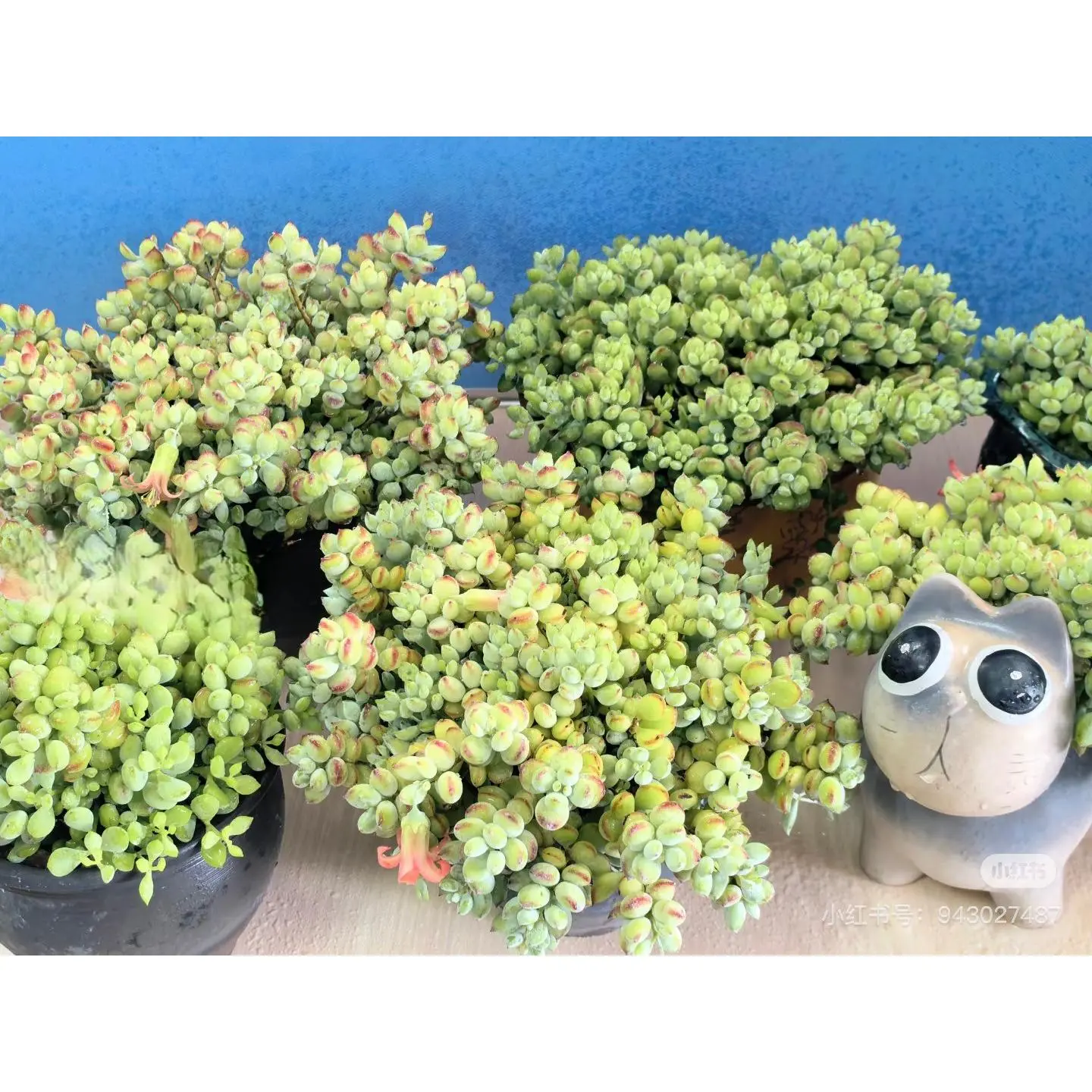 2"Live Succulent (Cotyledon pendens)