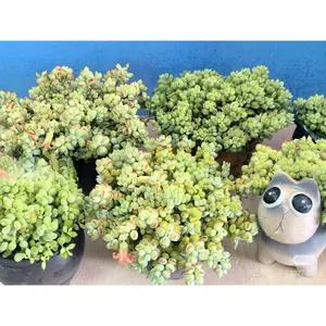 2"Live Succulent (Cotyledon pendens)