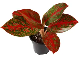 Aglaonema Red Stardust 4" Potted Live Plant - Aglaonema commutatum - Vibrant Red Speckles - Easy Care - Chinese Evergreen - Low Light Tolerant - Colorful Interior Foliage - Beginner Friendly - Rare Red Houseplant