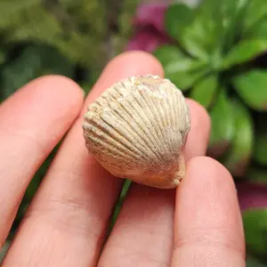 Shell Fossil