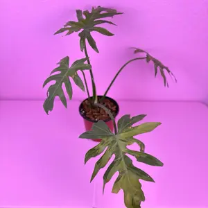 RARE Philodendron Radiatum Variegated 4” | Variegated Philodendron | Rare Plant
