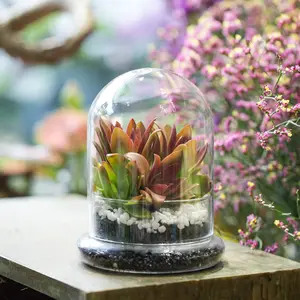NCYP Small Clear Glass Cloche with Air Hole, 4.7 x 4.7 x 6.3 Inches Decorative Bell Dome with Base for Miniature Succulents, Moss, Plants, Glass Cloche Only
