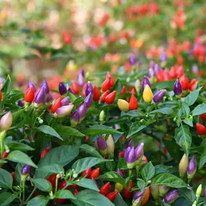 Pepper Seeds - Hot Pepper - Chinese Five Color