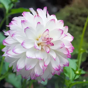 5000+ Pink Dahlia Seeds - Decorative Flower for Home Garden Planting - Full Layered Blooms for Spring to Fall - Ideal for Garden Beds & Cut Flower Arrangements sprouting wildflower bulk