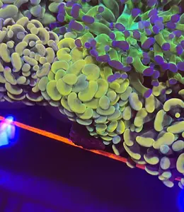 Rainbow Branching Hammer