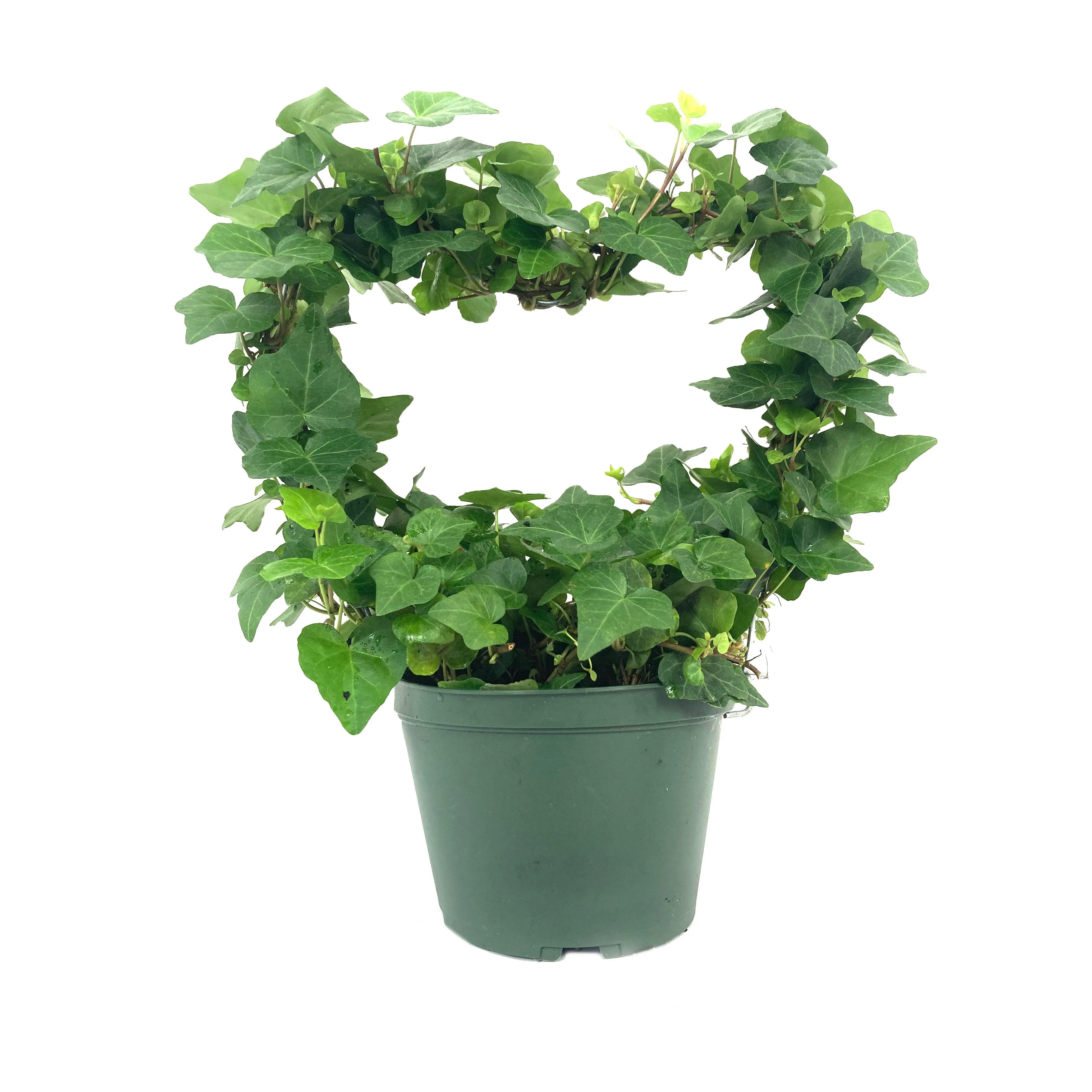 English Ivy Heart - Live Plant in a 6 Inch Pot - Hedera Helix - Florist Quality Beautiful Easy Care Indoor Air Purifying Topiary Houseplant Vine