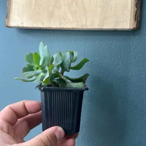 Crassula arborescens undulatifolia, Ripple Jade Plant   Succulent Planter 2 Inch