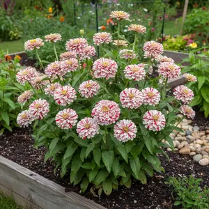 Zinnia Peppermint Stick Seeds – 100 Red and White Striped Annual Garden Flowers for Easy Growth and Long Bloom Period