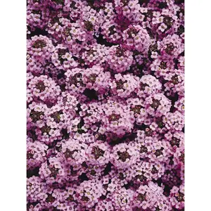 Green River 25 Orchid Alyssum Seeds - Perennial Flower Variety for Hanging Baskets & Cottage Garden Borders - Sweet Fragrance, Compact Ground Cover, Non-GMO, Spring Blooming