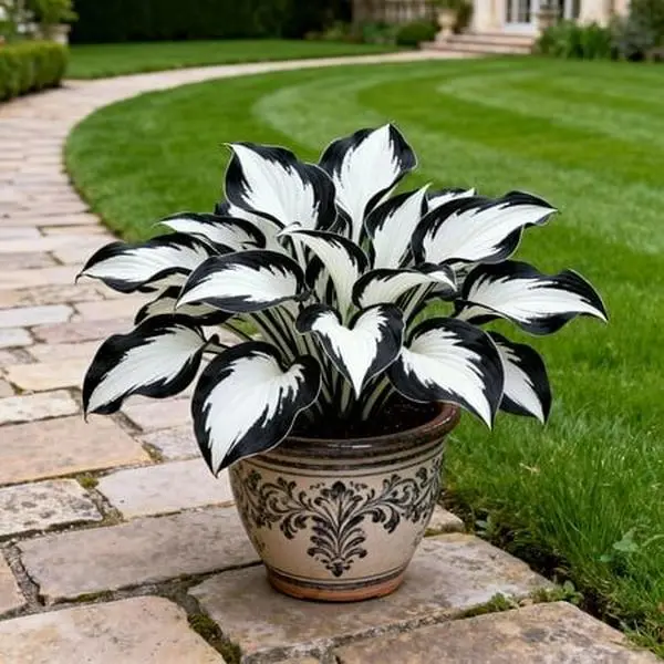 800PCS Hosta Seeds Garden Favorite – Perfect Balance of Beauty & Ease