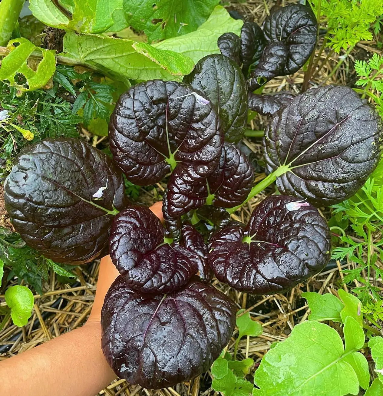 Pak Choi Red Tatsoi Cabbage Seeds - TikTok Shop