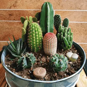 Live cactus plant set, 8 mixed small succulents, real potted desert plants, suitable for home office desktop decoration