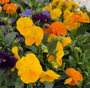 Pansy Delta Pure Color Mix 4In Pot